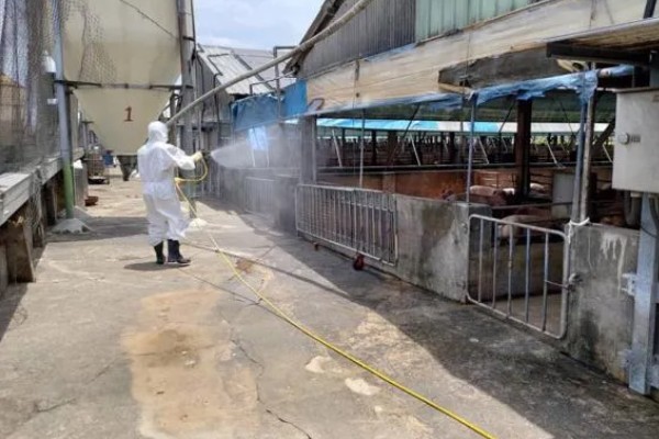 猪场疫情过后如何处理,撒施石灰、喷洒漂白粉溶液进行消毒