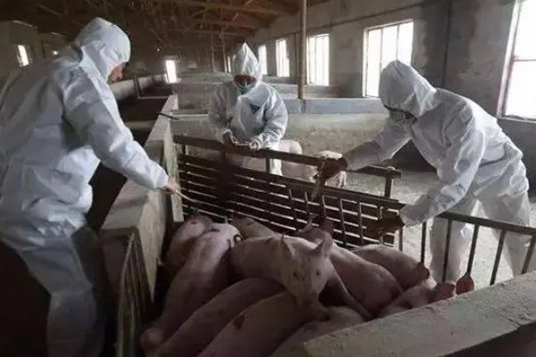 猪场疫情过后如何处理,撒施石灰、喷洒漂白粉溶液进行消毒