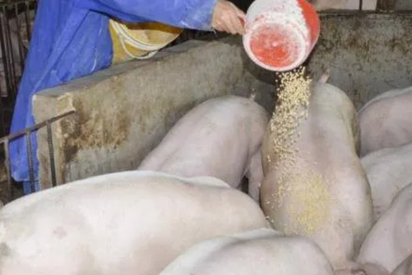 猪场疫情过后如何处理,撒施石灰、喷洒漂白粉溶液进行消毒