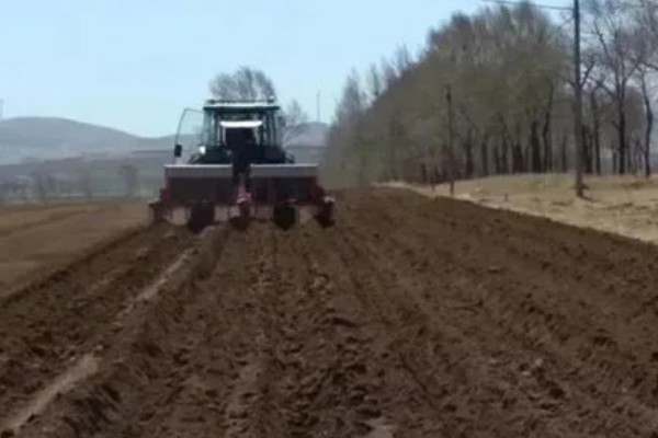 魔芋的种植方法,常用的是种芋播种