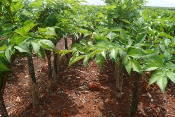 魔芋的种植方法,常用的是种芋播种