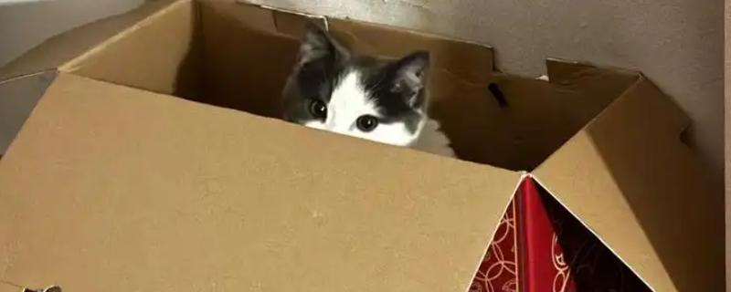 为什么猫对纸箱那么的着迷，可以给予它安全感