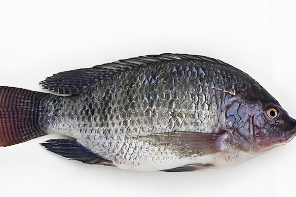 罗非鱼是不是福寿鱼,属于同一品种只是叫法不同