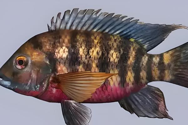 罗非鱼是不是福寿鱼,属于同一品种只是叫法不同