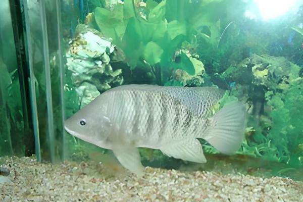 罗非鱼是不是福寿鱼,属于同一品种只是叫法不同