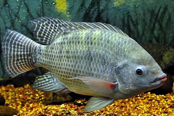 罗非鱼是不是福寿鱼,属于同一品种只是叫法不同