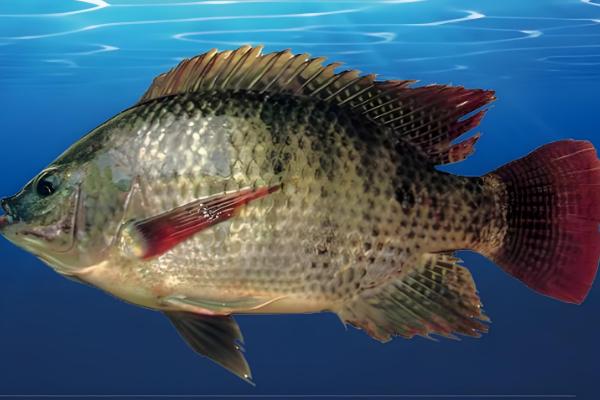 罗非鱼是不是福寿鱼,属于同一品种只是叫法不同