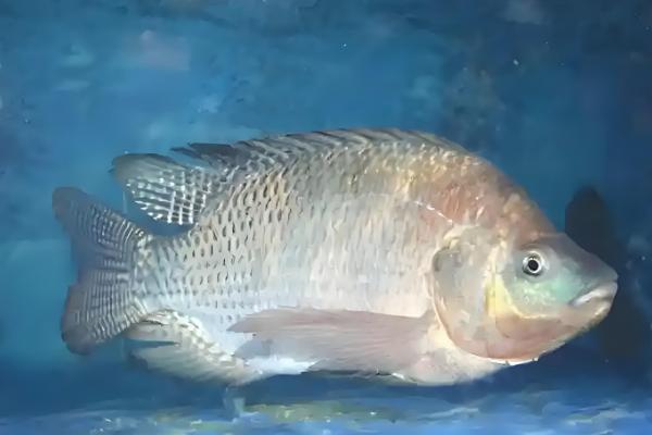 罗非鱼是不是福寿鱼,属于同一品种只是叫法不同