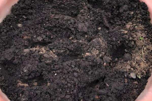 猫眼竹芋怎么才能发新芽,要控制温度