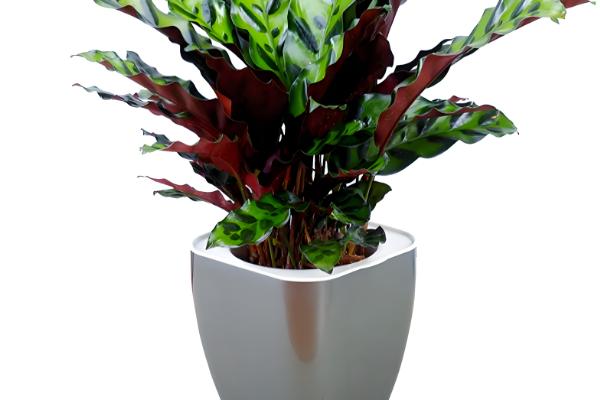 猫眼竹芋怎么才能发新芽,要控制温度