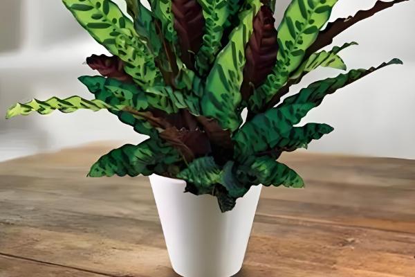 猫眼竹芋怎么才能发新芽,要控制温度