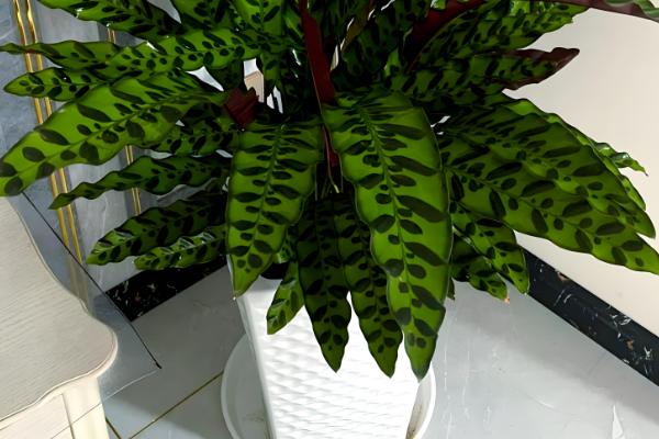 猫眼竹芋怎么才能发新芽,要控制温度