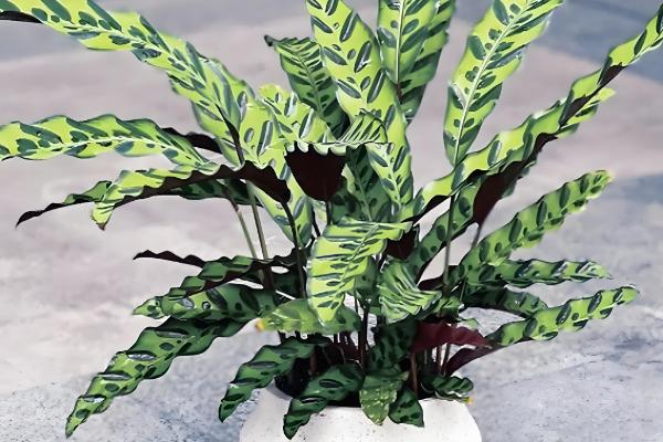 猫眼竹芋怎么才能发新芽,要控制温度