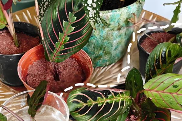 猫眼竹芋怎么才能发新芽,要控制温度