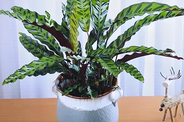 猫眼竹芋怎么才能发新芽,要控制温度