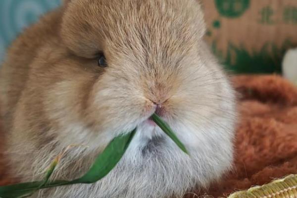 养宠物兔有什么好处,可以陪伴主人提供情绪价值