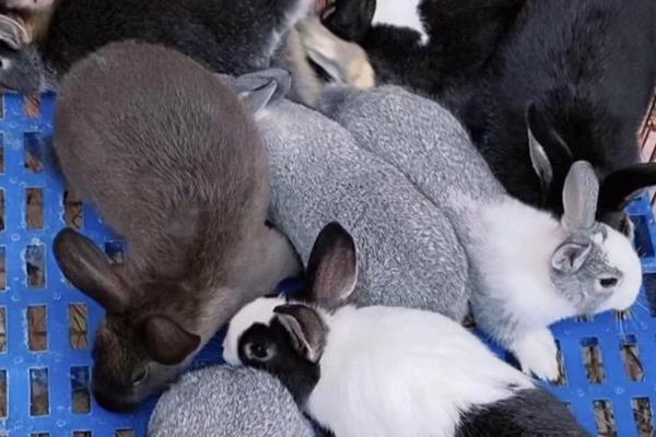 养宠物兔有什么好处,可以陪伴主人提供情绪价值