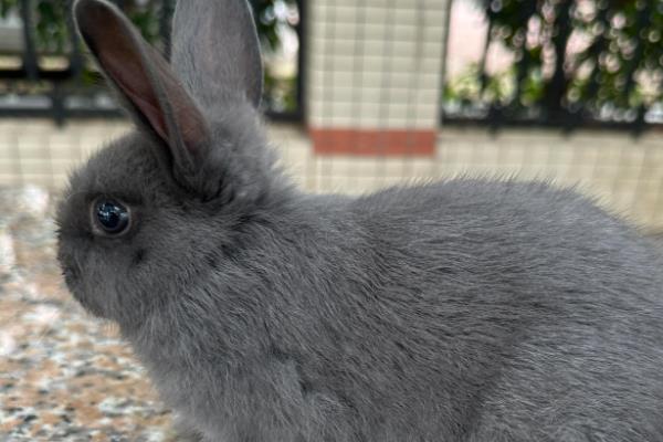 养宠物兔有什么好处,可以陪伴主人提供情绪价值