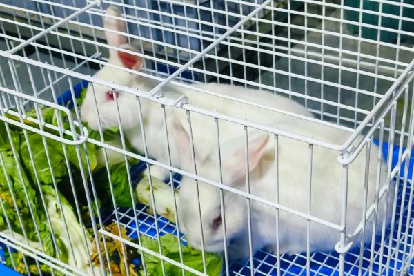 养宠物兔有什么好处,可以陪伴主人提供情绪价值