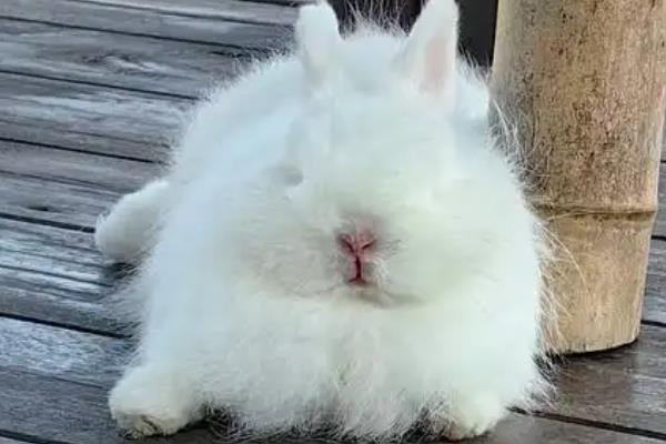 养宠物兔有什么好处,可以陪伴主人提供情绪价值