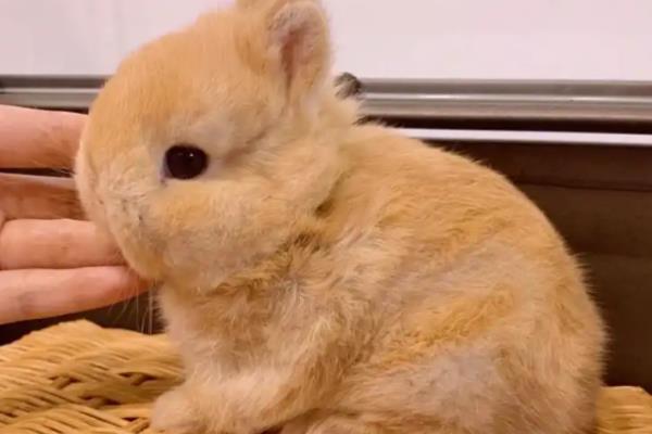 养宠物兔有什么好处,可以陪伴主人提供情绪价值