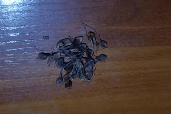 铁线莲的繁殖方法，可播种、分株、压条或扦插繁殖