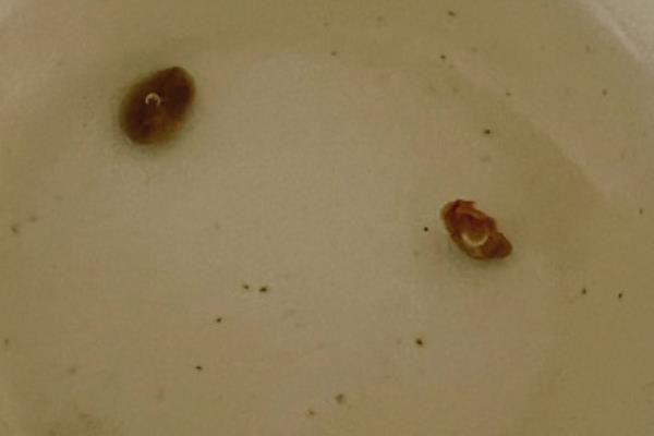 铁线莲的繁殖方法，可播种、分株、压条或扦插繁殖