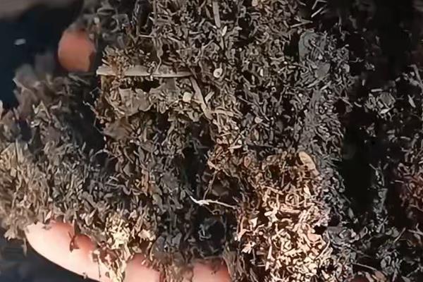 铁线莲的繁殖方法，可播种、分株、压条或扦插繁殖