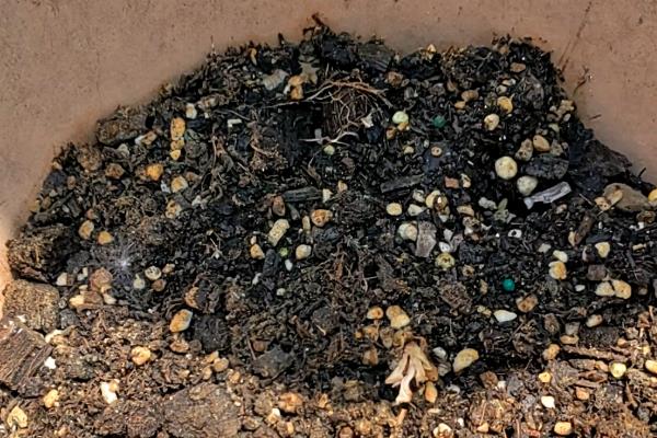 铁线莲的繁殖方法，可播种、分株、压条或扦插繁殖