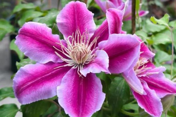 铁线莲的繁殖方法，可播种、分株、压条或扦插繁殖