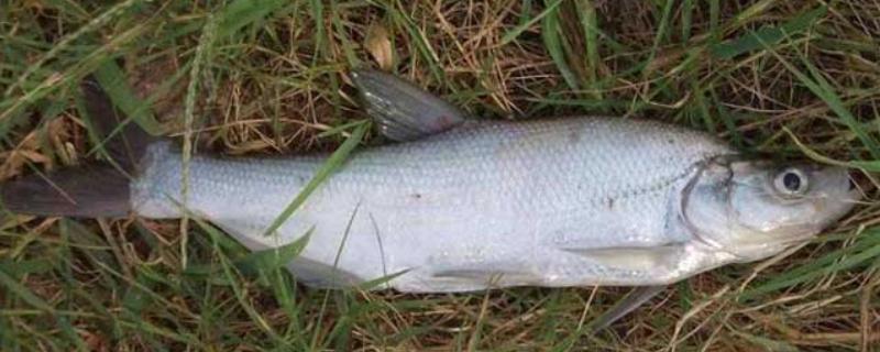 翘嘴鱼吃什么，以水生昆虫、小型鱼类等为食