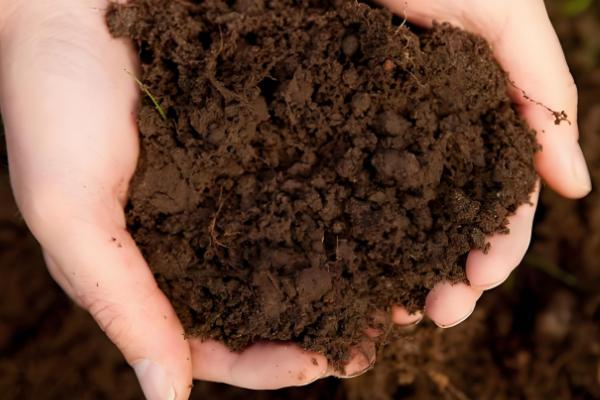 养康乃馨的方法,生长期间定期追施饼肥水