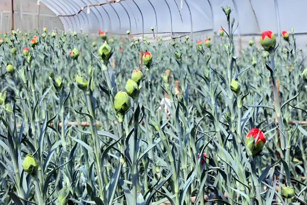 养康乃馨的方法,生长期间定期追施饼肥水