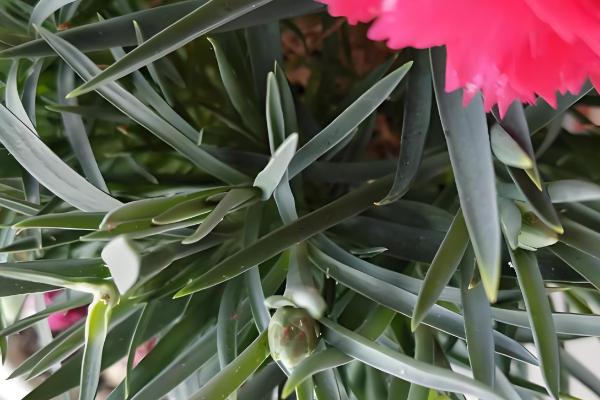 养康乃馨的方法,生长期间定期追施饼肥水