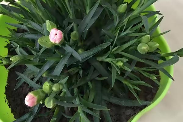 养康乃馨的方法,生长期间定期追施饼肥水