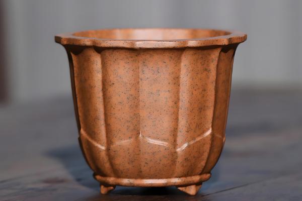 养康乃馨的方法,生长期间定期追施饼肥水