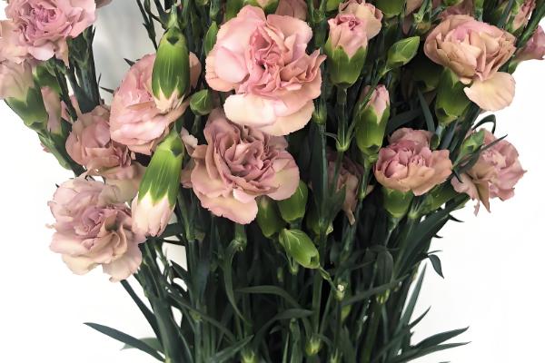 养康乃馨的方法,生长期间定期追施饼肥水