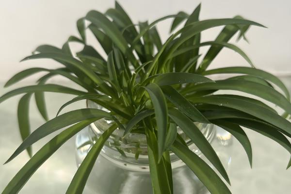 养康乃馨的方法,生长期间定期追施饼肥水