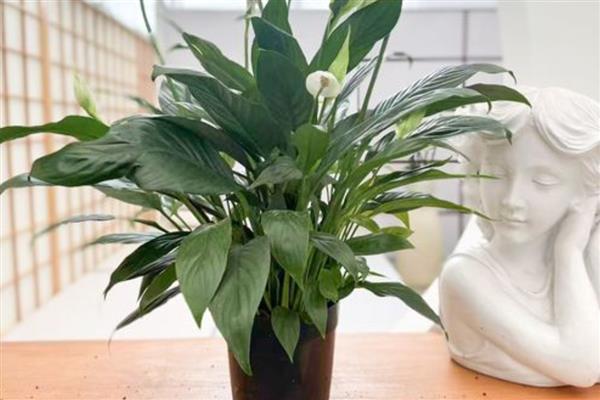 白掌变黄了如何解决，遇到强光时要为它遮阴