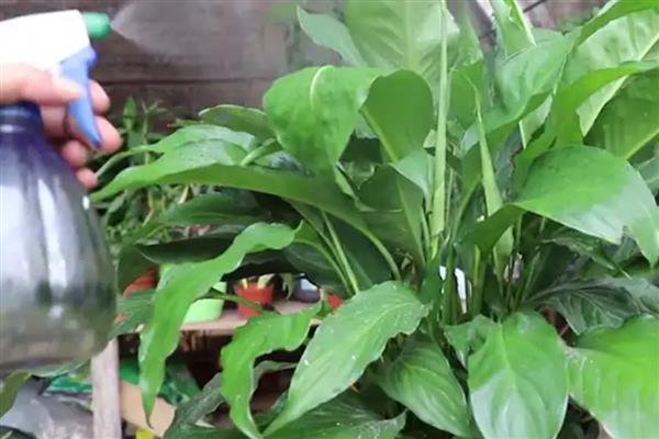 白掌变黄了如何解决，遇到强光时要为它遮阴