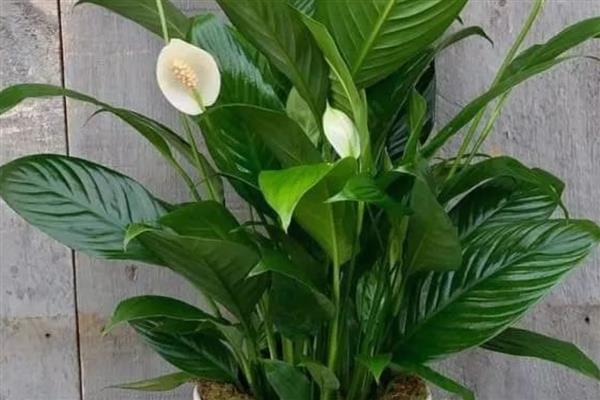 白掌变黄了如何解决，遇到强光时要为它遮阴