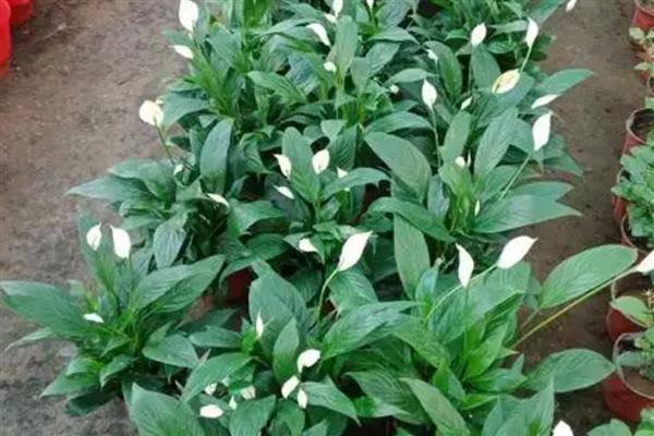 白掌变黄了如何解决，遇到强光时要为它遮阴