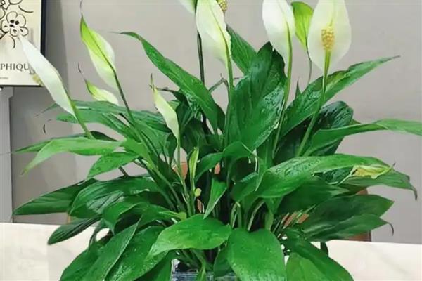 白掌变黄了如何解决，遇到强光时要为它遮阴