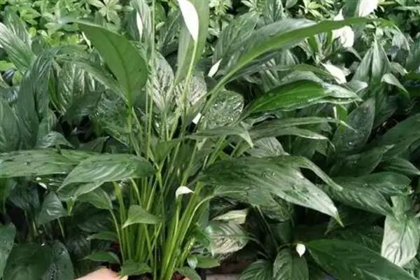 白掌变黄了如何解决，遇到强光时要为它遮阴