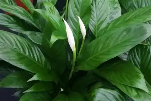 白掌变黄了如何解决，遇到强光时要为它遮阴