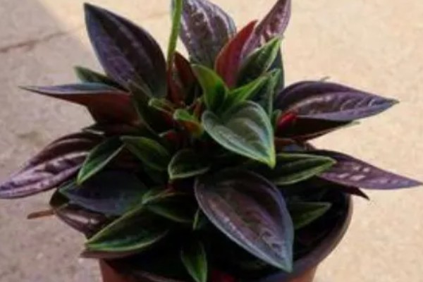 红天使椒草的浇水方法，春秋季节每隔3-5天浇一次