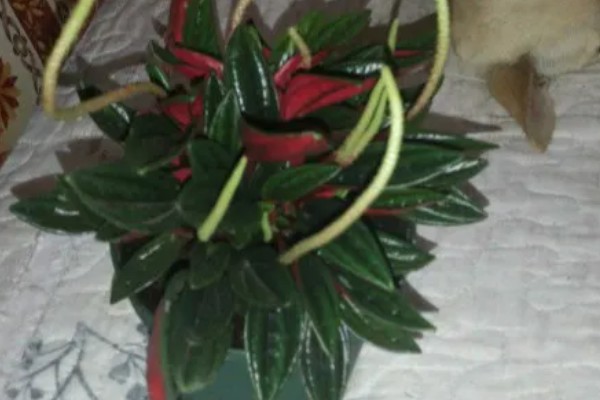 红天使椒草的浇水方法，春秋季节每隔3-5天浇一次