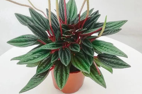 红天使椒草的浇水方法，春秋季节每隔3-5天浇一次