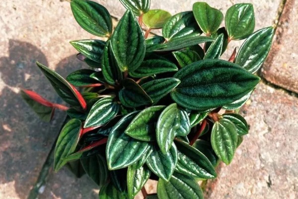 红天使椒草的浇水方法，春秋季节每隔3-5天浇一次