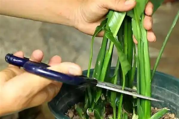 白掌变黄了如何解决，遇到强光时要为它遮阴